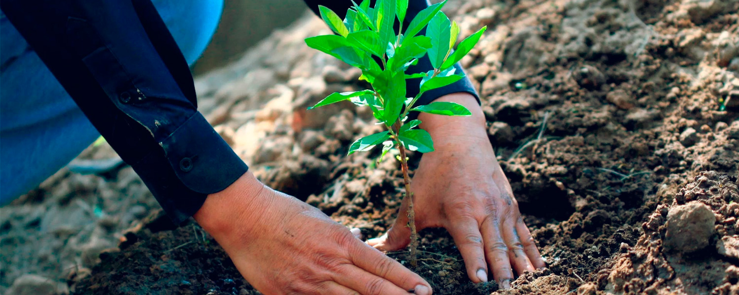 Nuestra Responsabilidad Ambiental: Salvar la Naturaleza