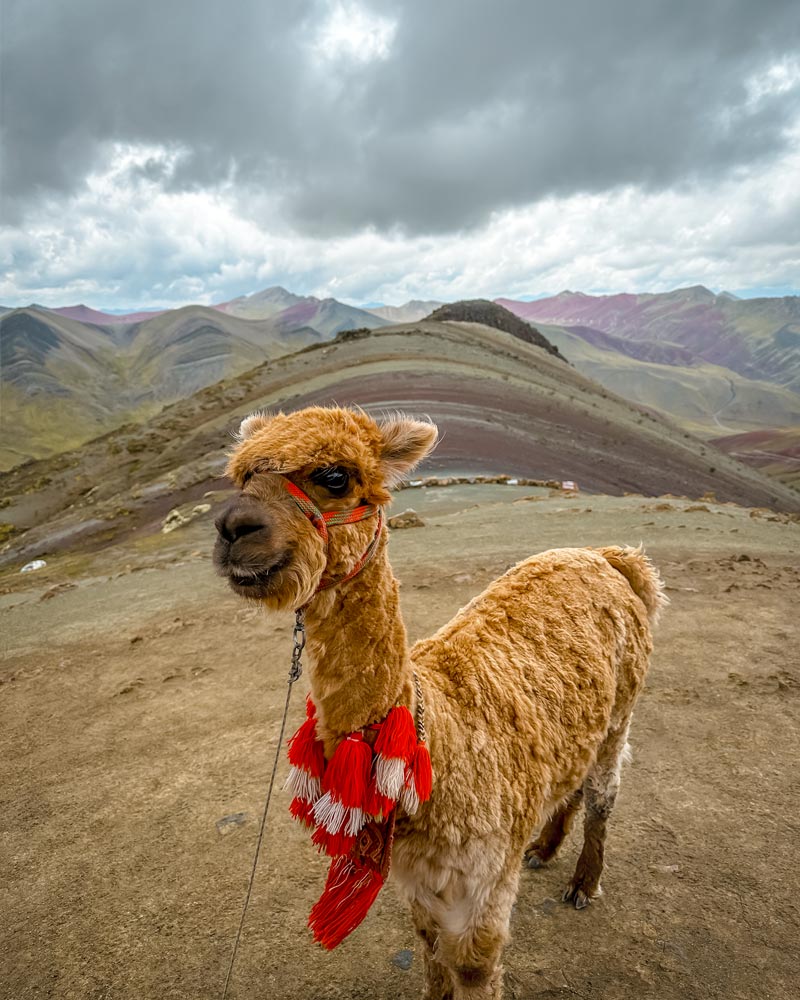Uma lhama na montanha colorida de Palccoyo