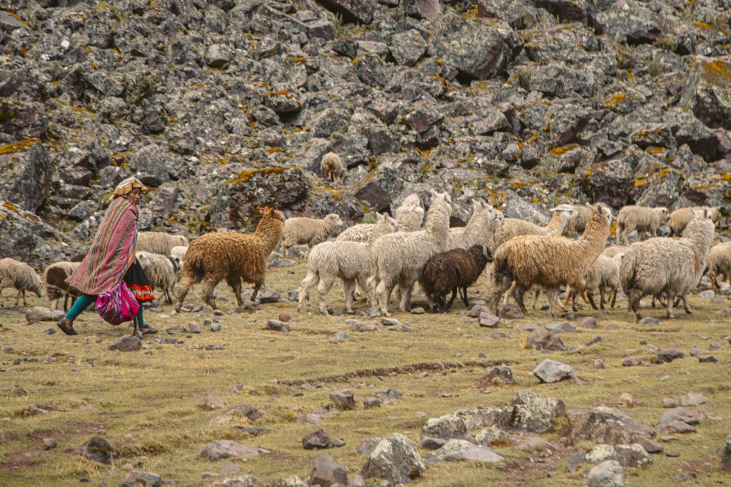 Um morador de Lares levando seus camelídeos para pastar.