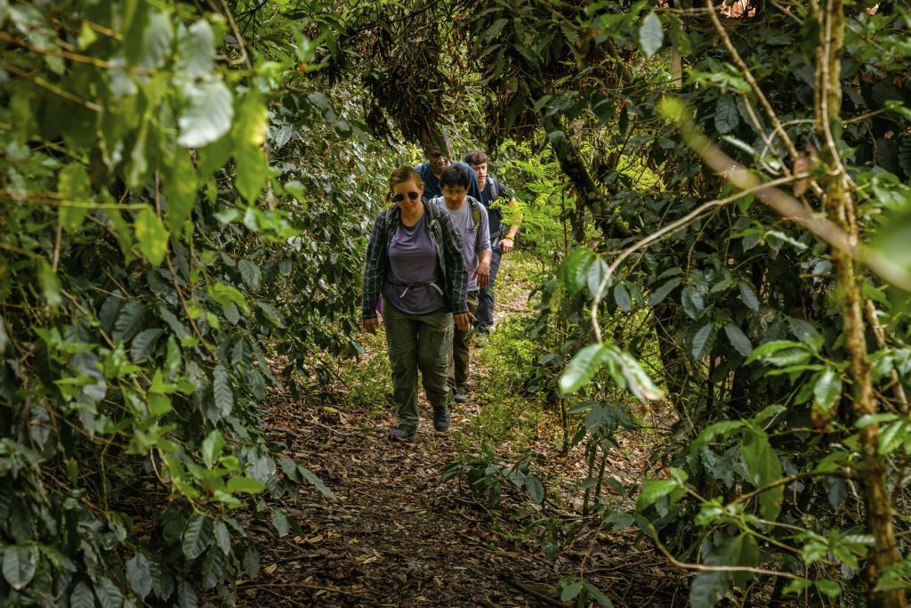 Grupo de turistas fazendo trilha na selva.