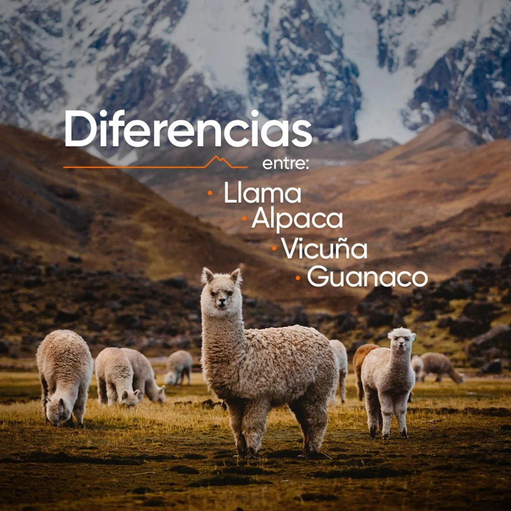 post sobre a lhama, a alpaca, a vicunha e o guanaco