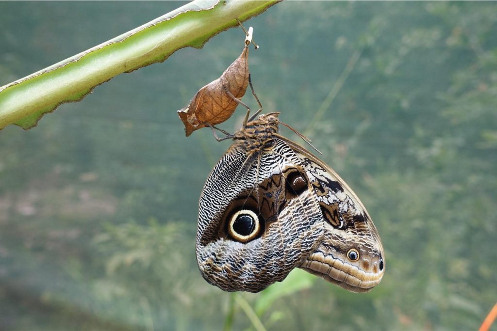 Borboleta no Mariposaurio de Aguas Calientes