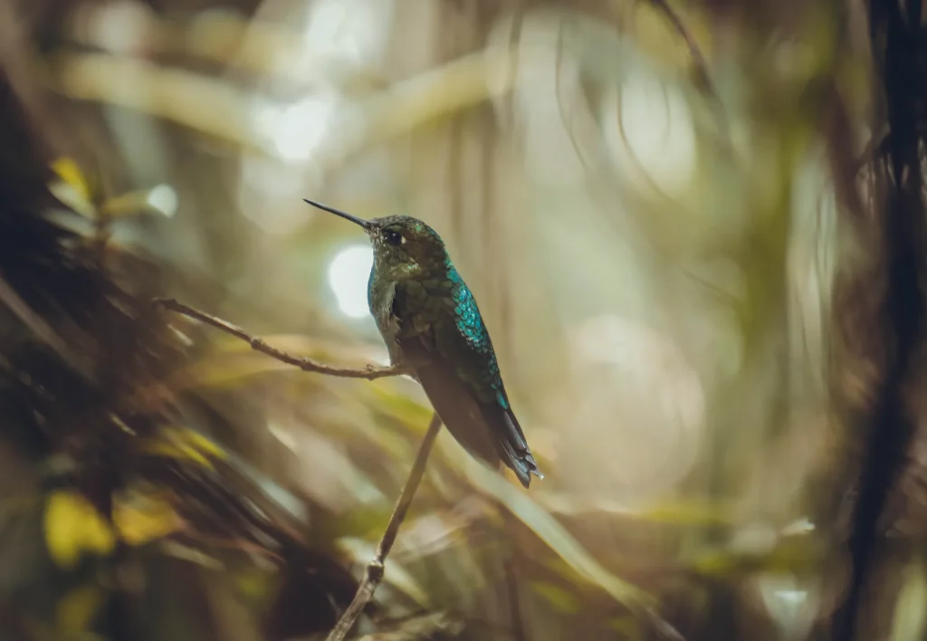 Beija-flor na Trilha Inca para Machu Picchu