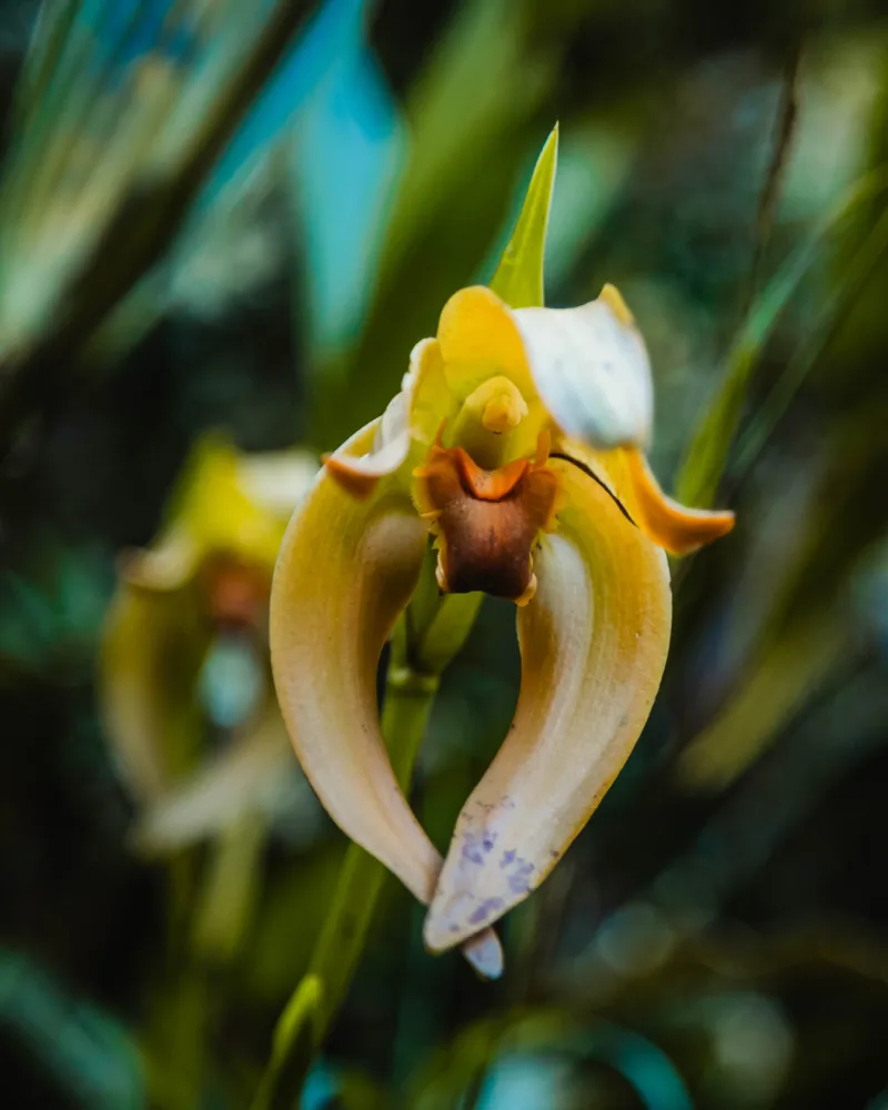 Orquídea amarela nos Caminhos do Inca para Machu Picchu