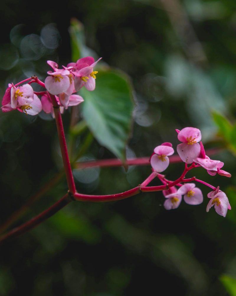 Orquídea no Caminho Inca para Machu Picchu