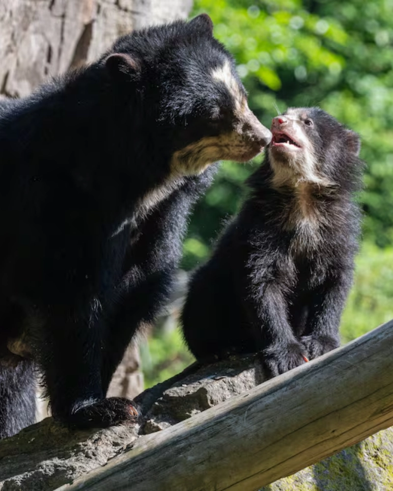 Mãe e filhote de urso-de-óculos na Trilha Inca