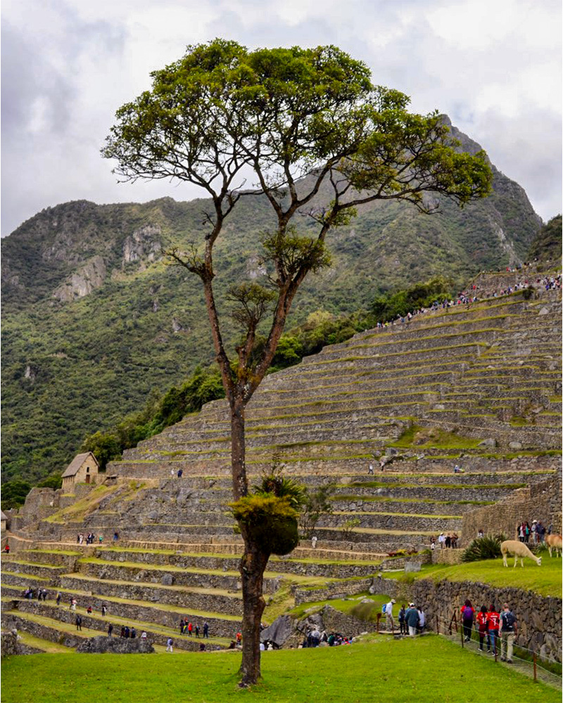 Árvore do Pisonay em Machu Picchu