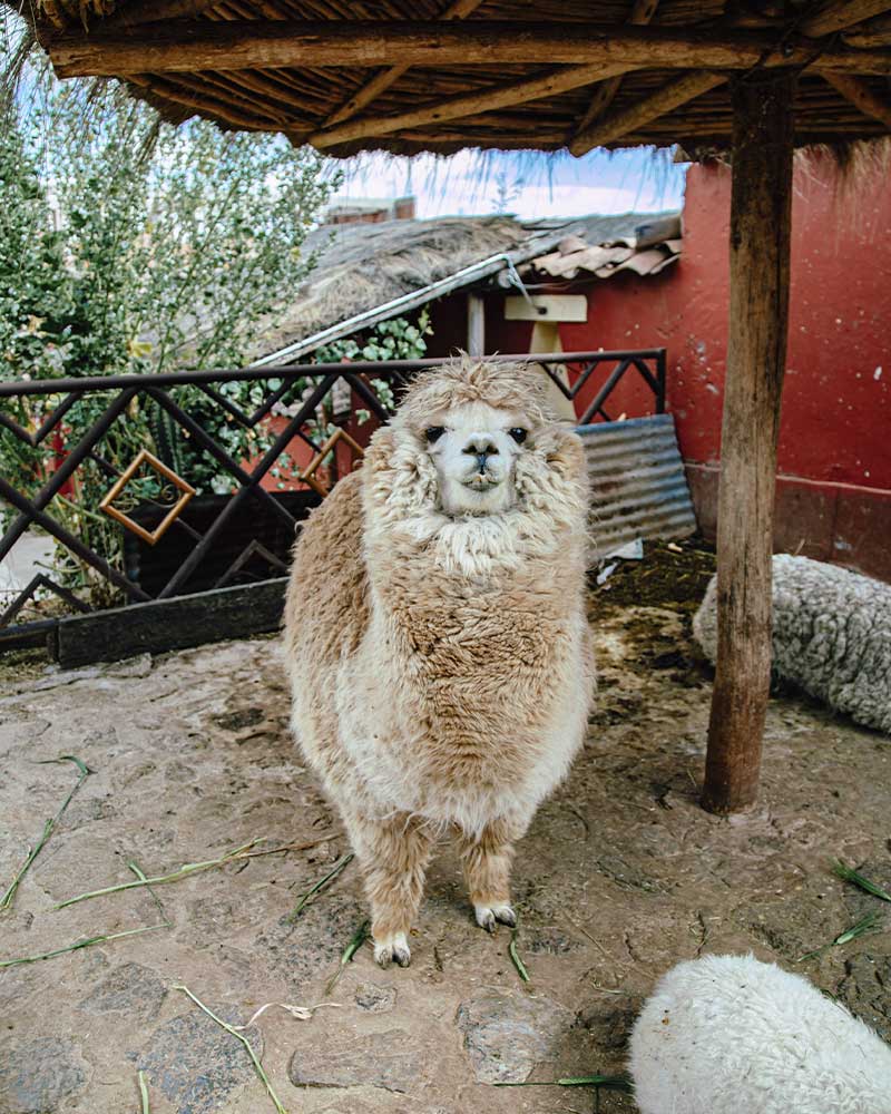 Lama na rota do Vale Sagrado, no Peru