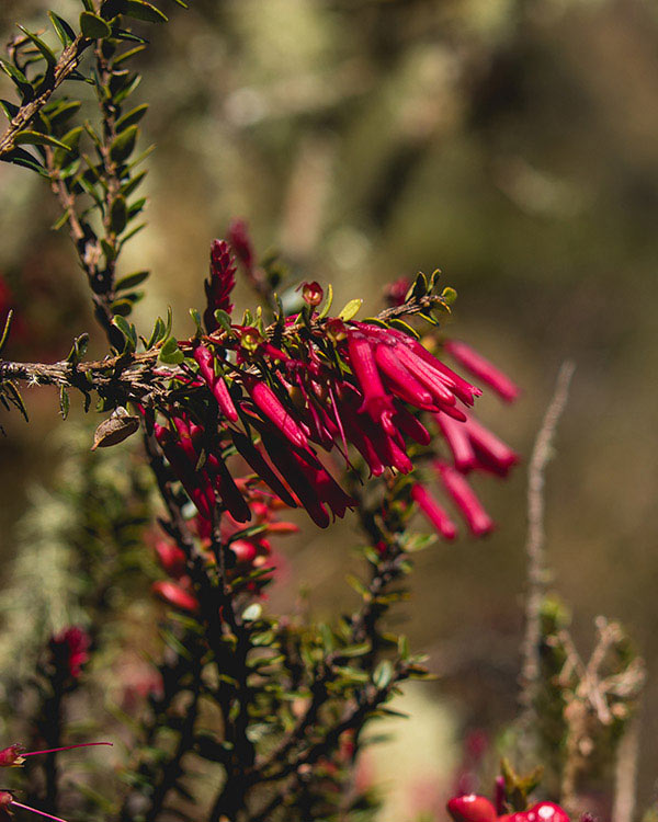 Flora na Trilha do Inca