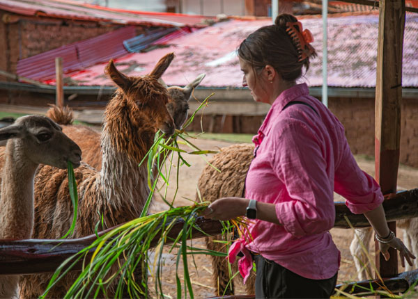 Turista interagindo e alimentando lhamas no centro artesanal Manos de la Comunidad, nos Andes peruanos.