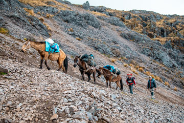 Muleteiros experientes