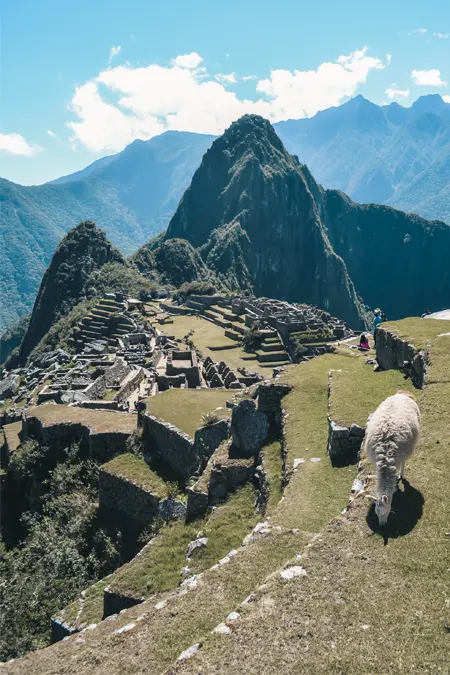 Uma lhama comendo na cidadela de Machu Picchu